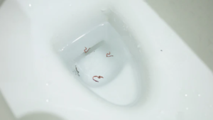 Worms in toilet