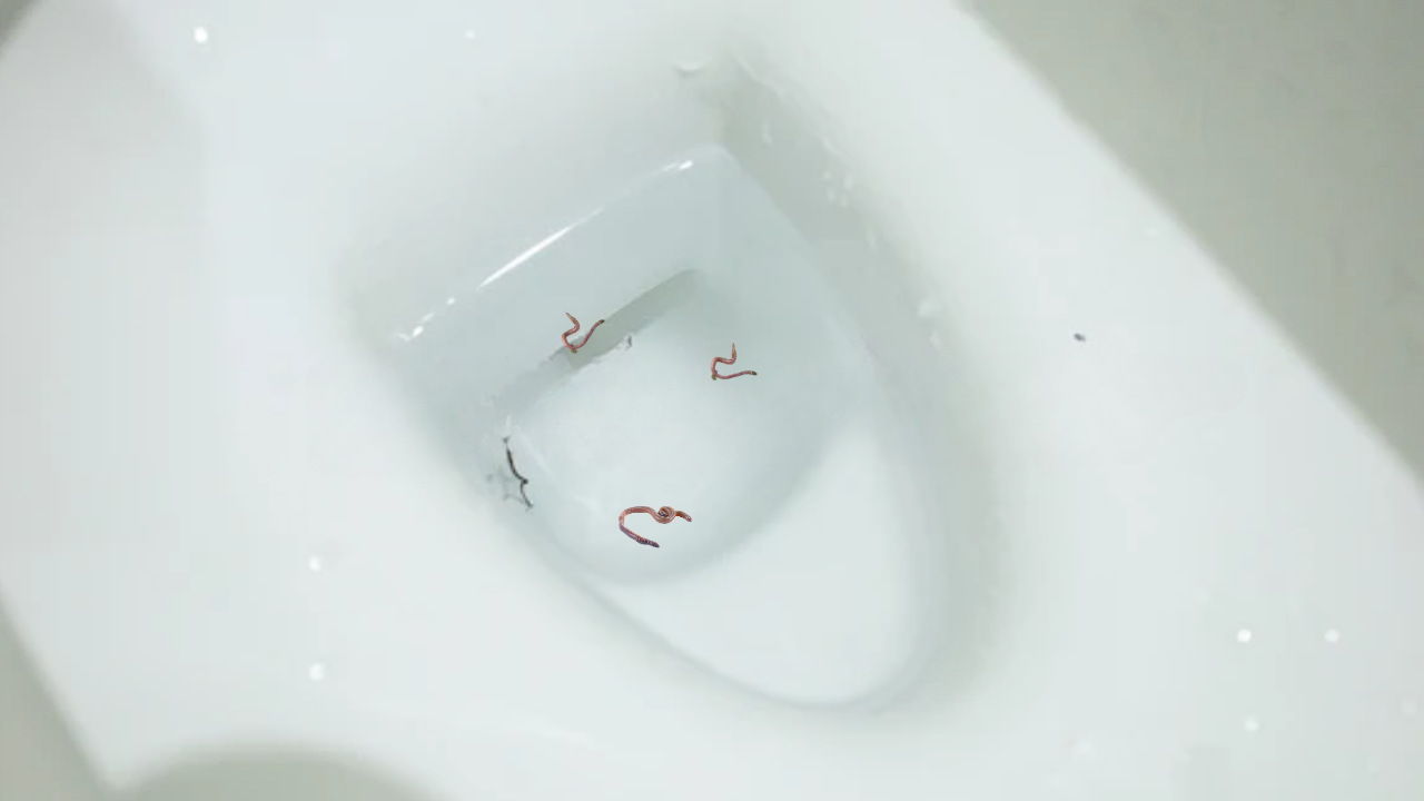 Worms in toilet